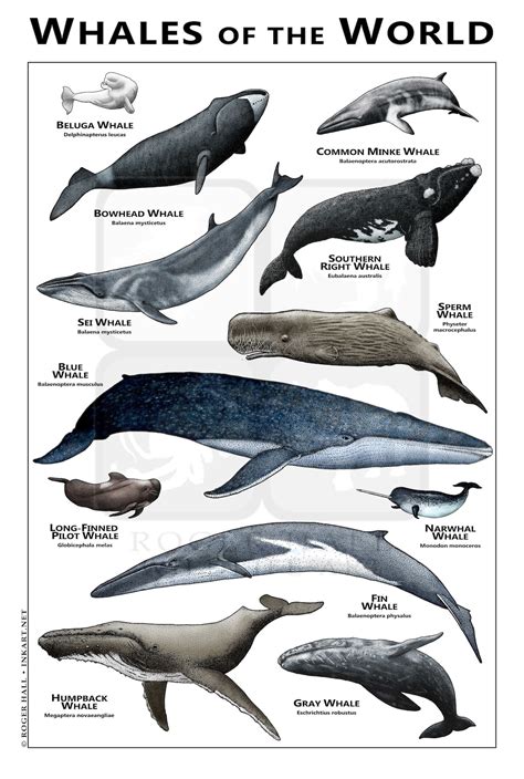 total number of whales in the world
